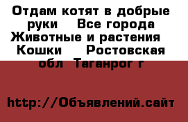 Отдам котят в добрые руки. - Все города Животные и растения » Кошки   . Ростовская обл.,Таганрог г.
